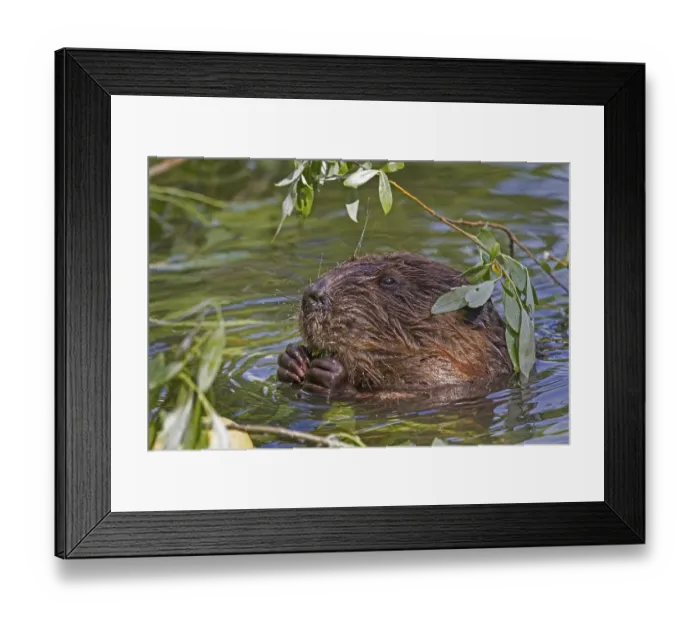 Framed Print : European beaver (Castor fiber) eating in water Framed Print : European beaver (Castor fiber) eating in water