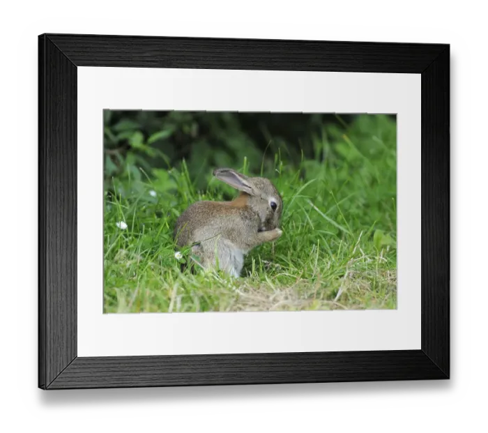 Framed Print : Preening young European rabbit (Oryctolagus cuniculus)
