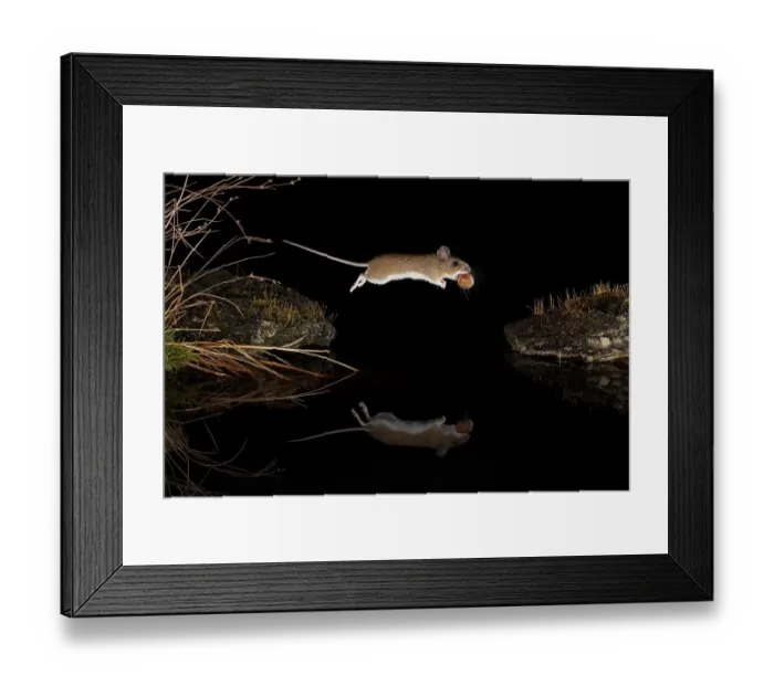 Framed Print : Yellow-necked mouse (Apodemus flavicollis) jumps with hazelnut over water surface Framed Print : Yellow-necked mouse (Apodemus flavicollis) jumps with hazelnut over water surface