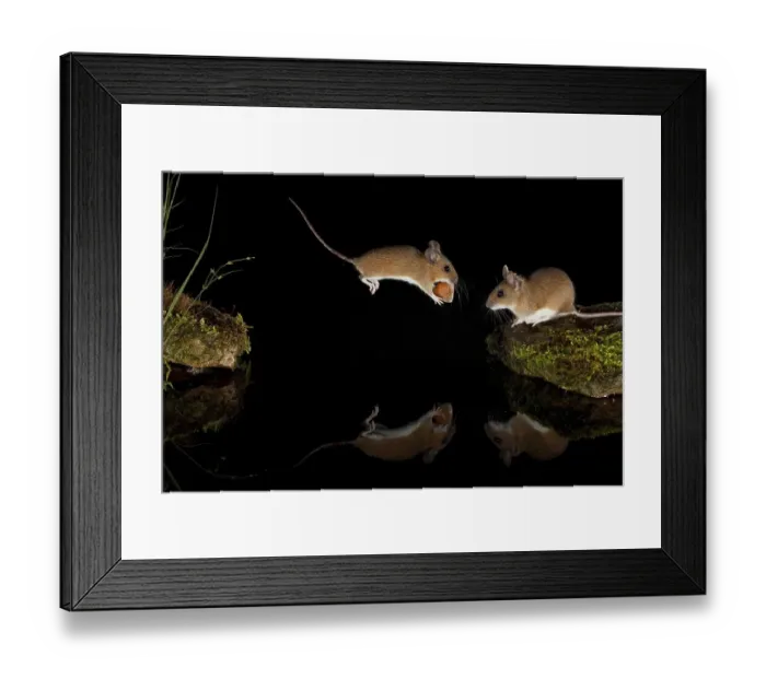 Framed Print : Yellow-necked mouse (Apodemus flavicollis) jumps over water surface with hazelnut between front paws Framed Print : Yellow-necked mouse (Apodemus flavicollis) jumps over water surface with hazelnut between front paws