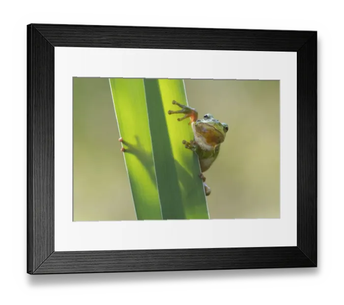 Framed Print : Tree frog (Hyla arborea), Lower Saxony