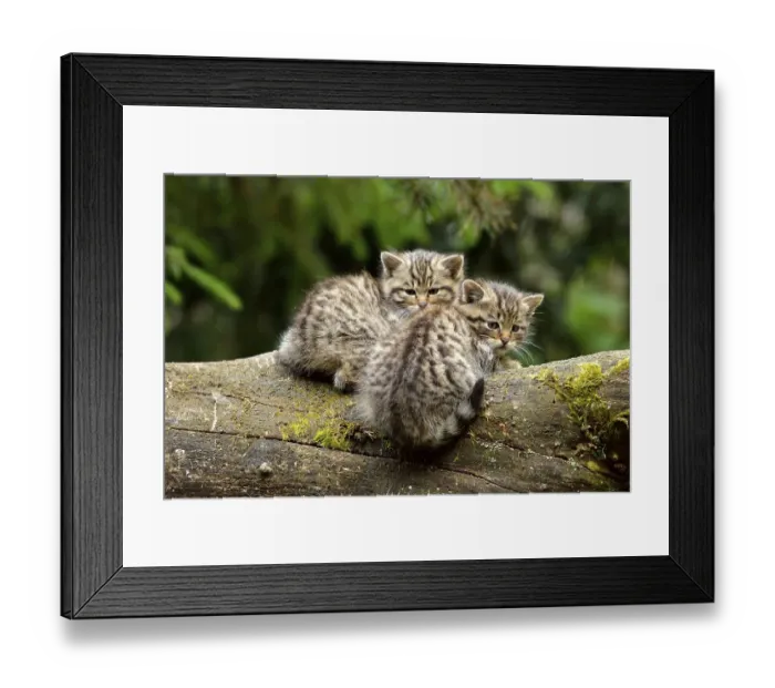 Framed Print : European Wildcats (Felis silvestris silvestris) Framed Print : European Wildcats (Felis silvestris silvestris)