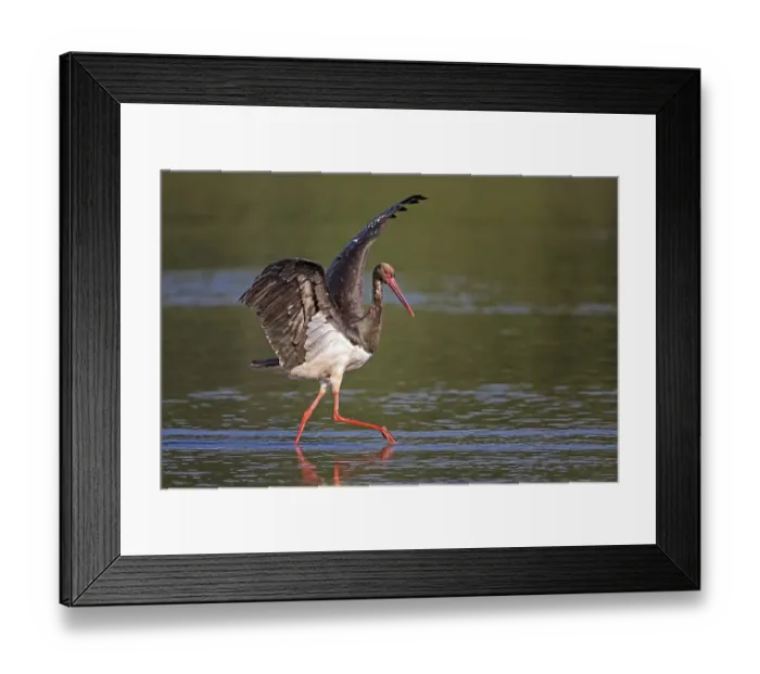 Framed Print : Black stork (Ciconia nigra), adult foraging Framed Print : Black stork (Ciconia nigra), adult foraging