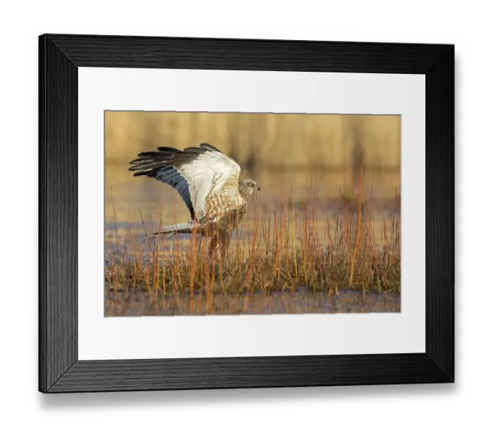 Framed Print : Western marsh-harrier (Circus aeruginosus) Framed Print : Western marsh-harrier (Circus aeruginosus)