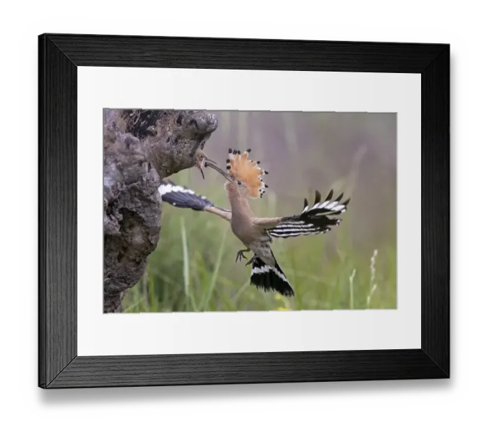 Framed Print : Hoopoe (Upupa epops), approaching to feed the young birds in tree cave