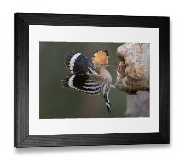 Framed Print : Hoopoe (Upupa epops) Old bird in front of the breeding cave begging young birds
