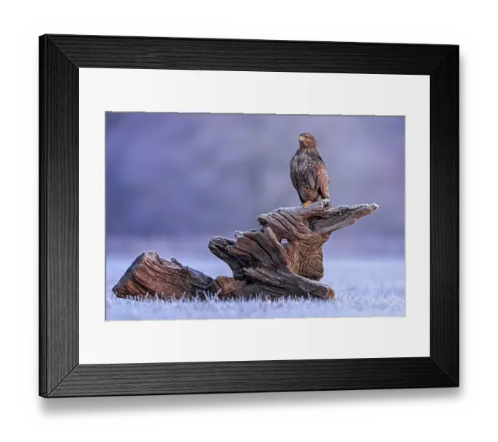 Framed Print : Steppe buzzard (Buteo buteo) on root in sunrise
