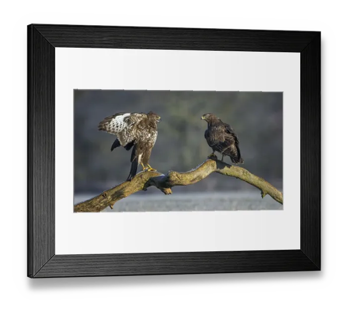 Framed Print : Steppe buzzard (Buteo buteo), two animals