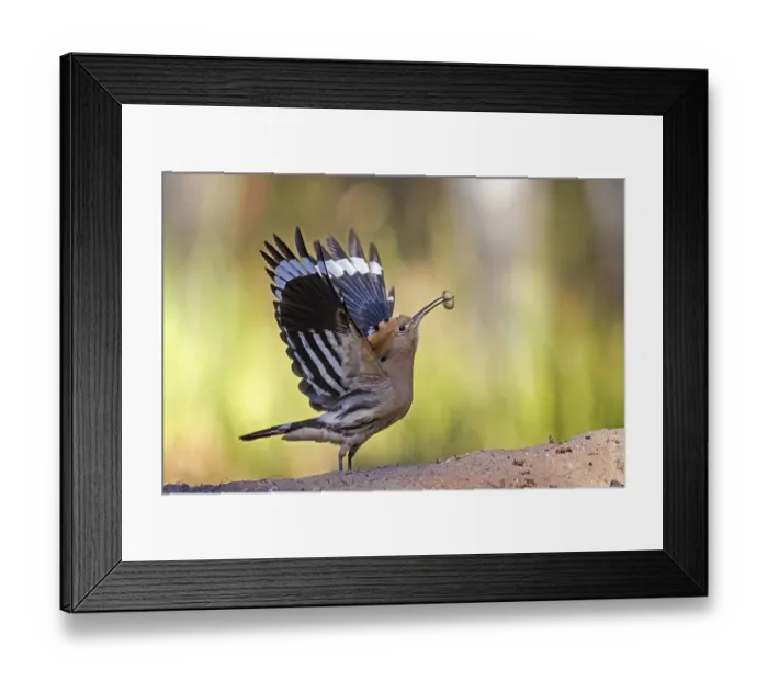 Framed Print : Hoopoe (Upupa epops) with Engerling as food