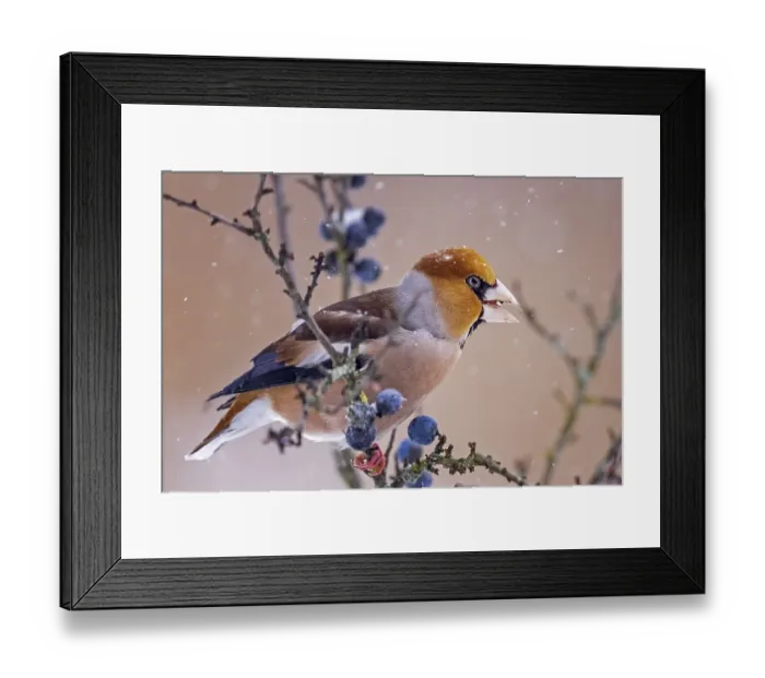 Framed Print : Hawfinch (Coccothraustes coccothraustes) Feeding on a blackthorn in the snow