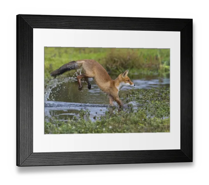 Framed Print : Red fox (Vulpes vulpes), Young fox jumps over a water body Framed Print : Red fox (Vulpes vulpes), Young fox jumps over a water body