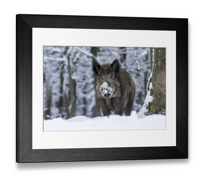 Framed Print : Wild boar (Sus scrofa) in the snow