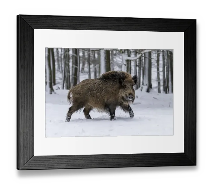 Framed Print : Wild boar (Sus scrofa) runs in the snow Framed Print : Wild boar (Sus scrofa) runs in the snow