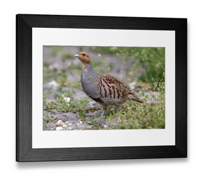 Framed Print : Grey Partridge (Perdix perdix) Framed Print : Grey Partridge (Perdix perdix)
