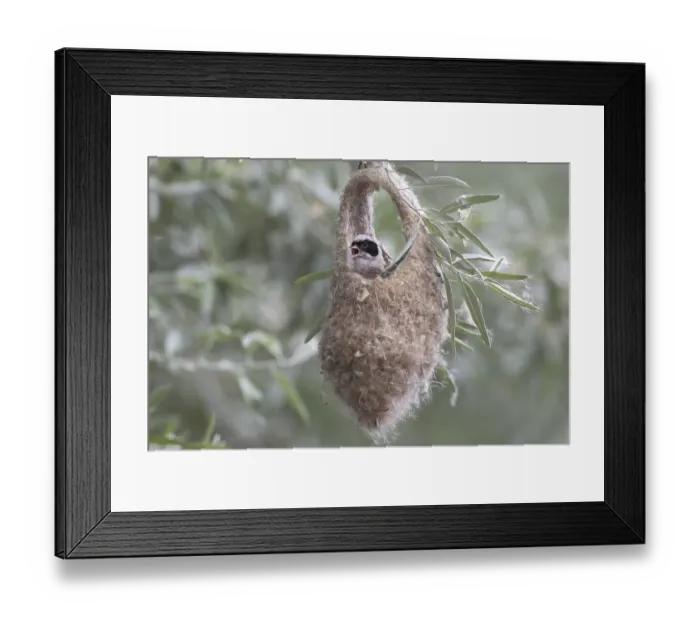 Framed Print : Eurasian Penduline Tit (Remiz pendulinus) Framed Print : Eurasian Penduline Tit (Remiz pendulinus)