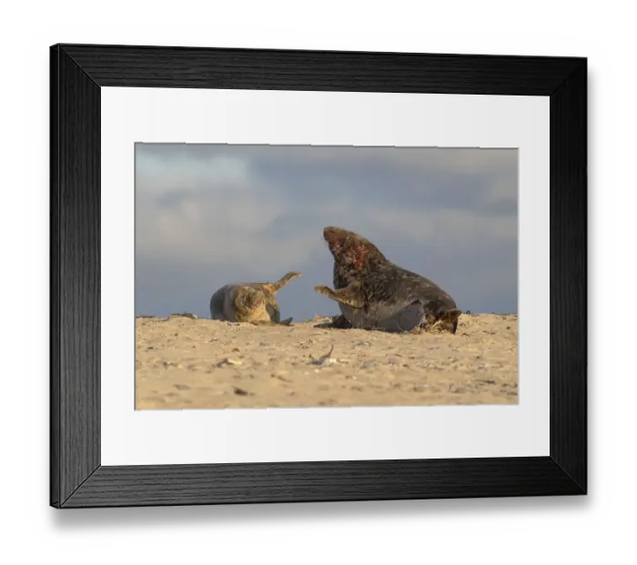 Framed Print : Grey Seals (Halichoerus grypus)