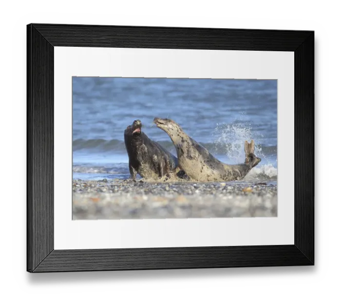 Framed Print : Grey Seals (Halichoerus grypus)