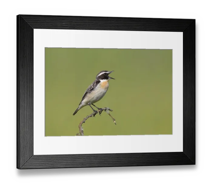 Framed Print : Whinchat (Saxicola rubetra), singing male
