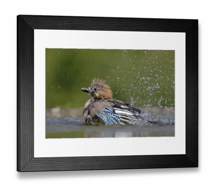Framed Print : Eurasian jay (Garrulus glandarius) baths in a bird bath