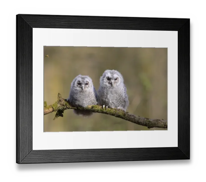 Framed Print : Tawny owls (Strix aluco), two young birds sitting on a branch