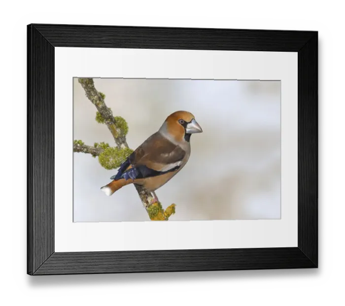Framed Print : Hawfinch (Coccothraustes coccothraustes) sitting on a branch overgrown with lichen