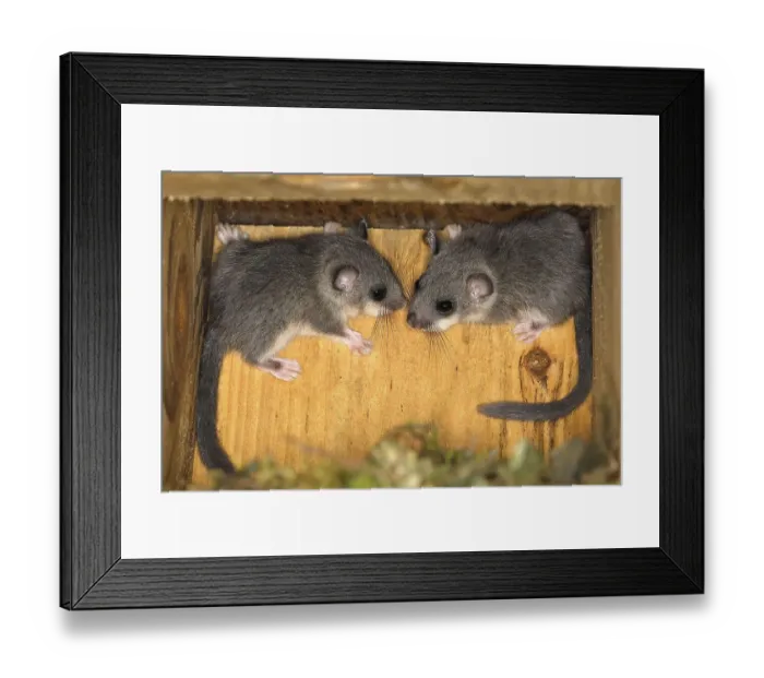 Framed Print : Edible dormouse (Glis glis) young climbing in bird nest box Framed Print : Edible dormouse (Glis glis) young climbing in bird nest box