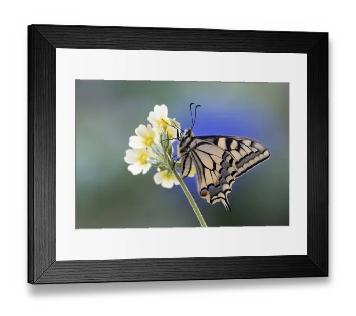 Framed Print : Swallowtail (Papilio machaon), on primrose