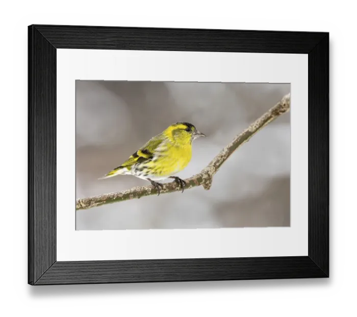 Framed Print : Eurasian siskin (Carduelis spinus) Framed Print : Eurasian siskin (Carduelis spinus)