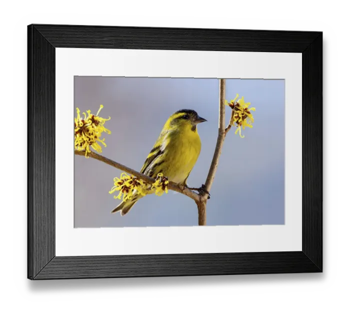 Framed Print : Eurasian siskin (Carduelis spinus) Framed Print : Eurasian siskin (Carduelis spinus)