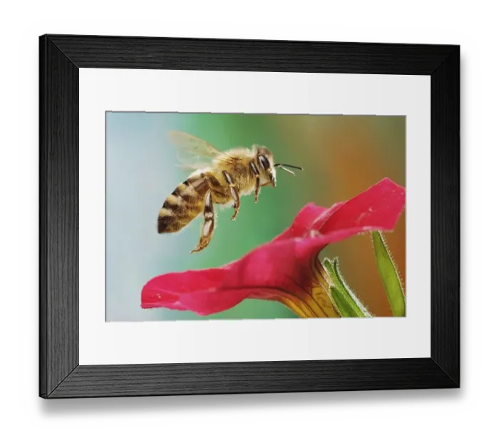 Framed Print : Western or European honey bee (Apis mellifera) Framed Print : Western or European honey bee (Apis mellifera)