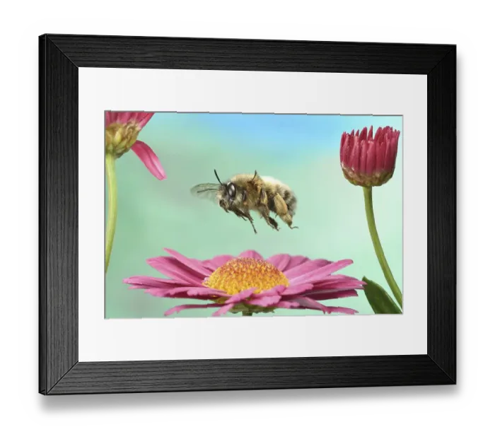 Framed Print : Hairy-Footed Flower Bee (Anthophora plumipes) in flight on a marguerite (Leucanthemum)