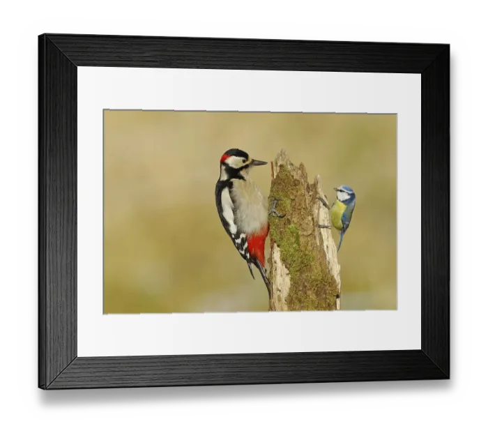 Framed Print : Great spotted woodpecker (Dendrocopos major) Framed Print : Great spotted woodpecker (Dendrocopos major)