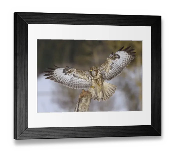 Framed Print : Common buzzard (Buteo buteo), landing on an old stake Framed Print : Common buzzard (Buteo buteo), landing on an old stake