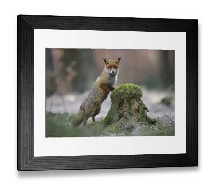 Framed Print : Red fox (Vulpes vulpes) standing erect at a mossy tree stump