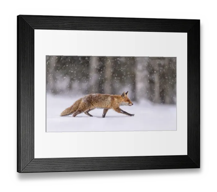 Framed Print : Red fox (Vulpes vulpes), runs in snow with snowfall