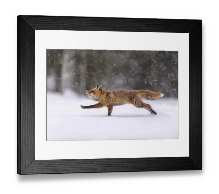 Framed Print : Red fox (Vulpes vulpes), jumping in a snowy landscape with snowfall