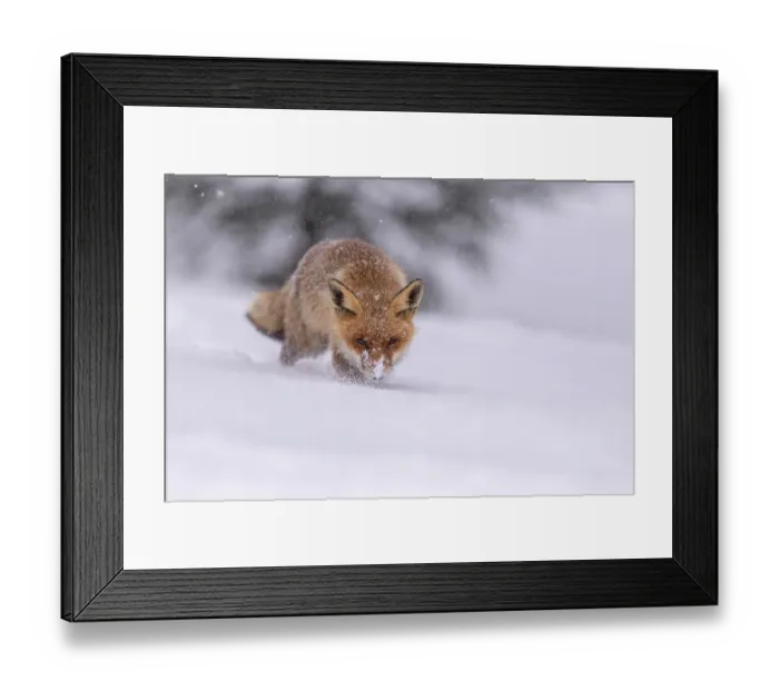Framed Print : Red fox (Vulpes vulpes), runs in snow with snowfall Framed Print : Red fox (Vulpes vulpes), runs in snow with snowfall