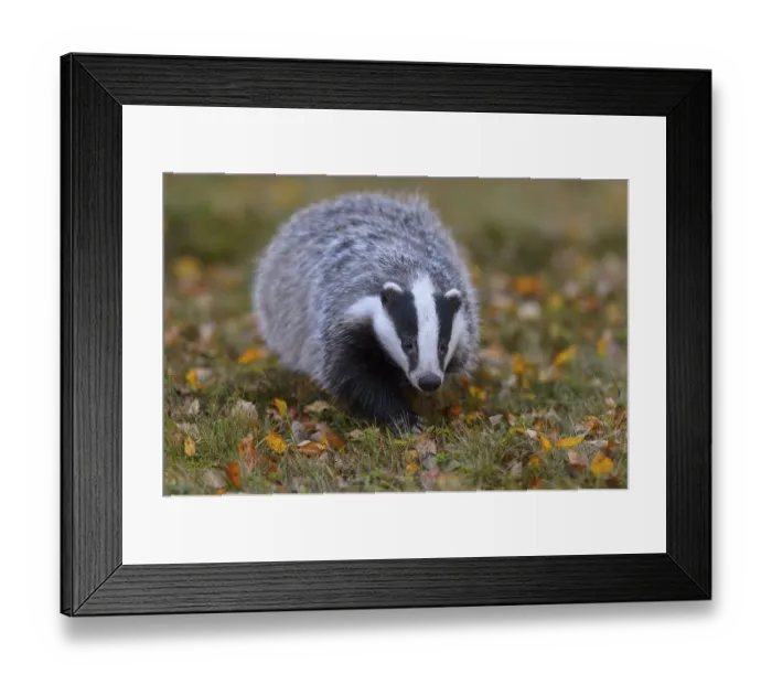 Framed Print : European badger (Meles meles), meadow with autumn leaves foraging for food