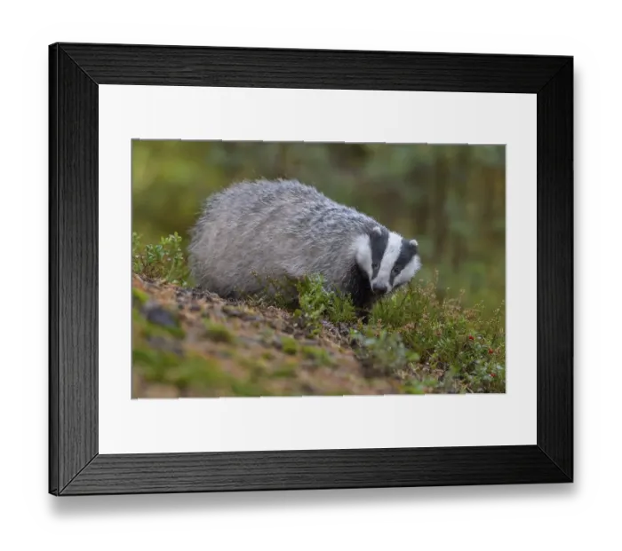 Framed Print : European badger (Meles meles), searching for food between heather