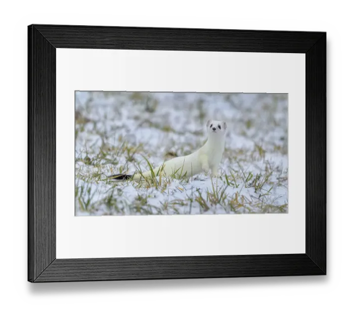 Framed Print : Stoat (Mustela erminea), in winter fur on a meadow covered with snow