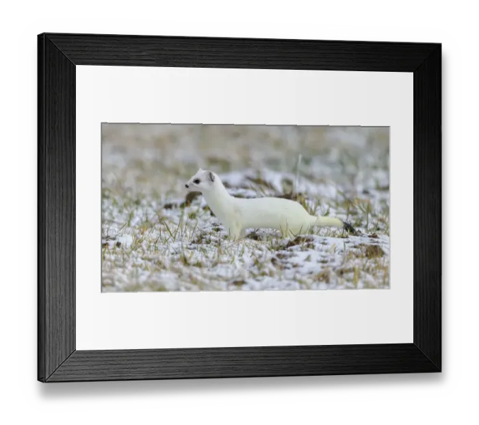 Framed Print : Stoat (Mustela erminea), in winter fur on a meadow covered with snow