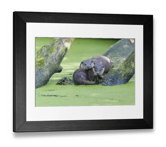 Framed Print : European otter (Lutra lutra), Lower Saxony Framed Print : European otter (Lutra lutra), Lower Saxony