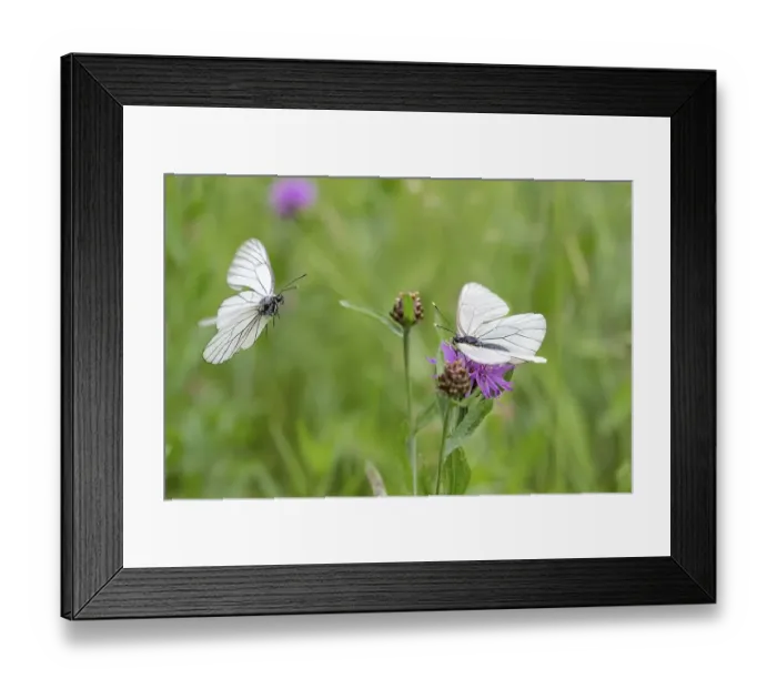 Framed Print : Black-veined white (Aporia crataegi) Framed Print : Black-veined white (Aporia crataegi)