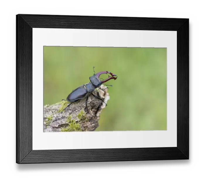 Framed Print : Stag beetle (Lucanus cervus), male Framed Print : Stag beetle (Lucanus cervus), male