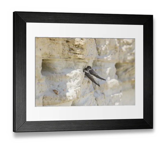 Framed Print : Sand Martin (Riparia riparia), on breeding wall Framed Print : Sand Martin (Riparia riparia), on breeding wall