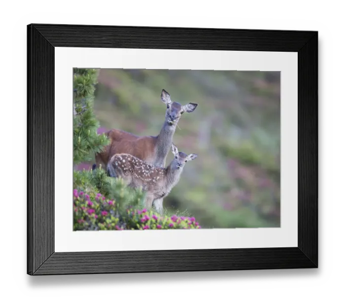 Framed Print : Red Deer (Cervus elaphus), doe with calf standing in rhododendrons
