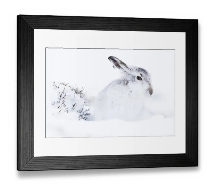 Framed Print : Mountain hare (Lepus timidus) in the snow Framed Print : Mountain hare (Lepus timidus) in the snow