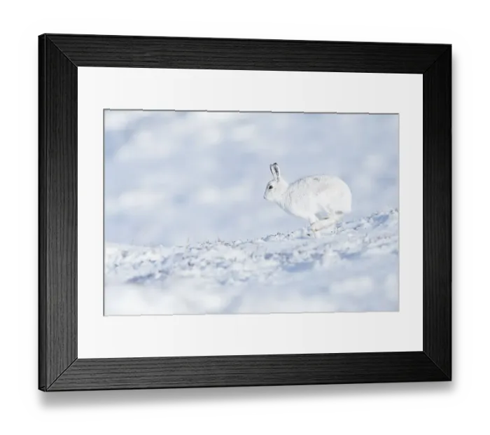 Framed Print : Mountain hare (Lepus timidus) in the snow Framed Print : Mountain hare (Lepus timidus) in the snow