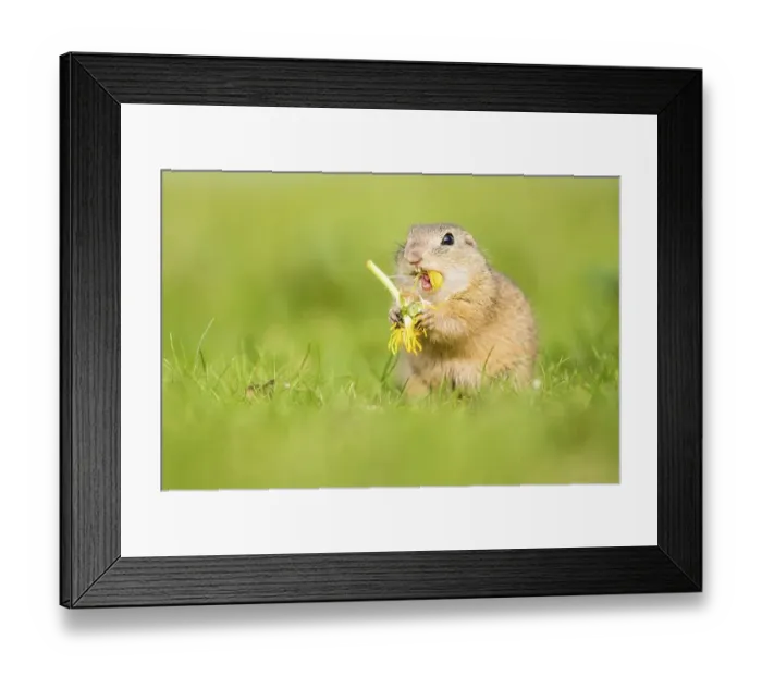 Framed Print : European ground squirrel (Spermophilus citellus citellus) eating dandelions
