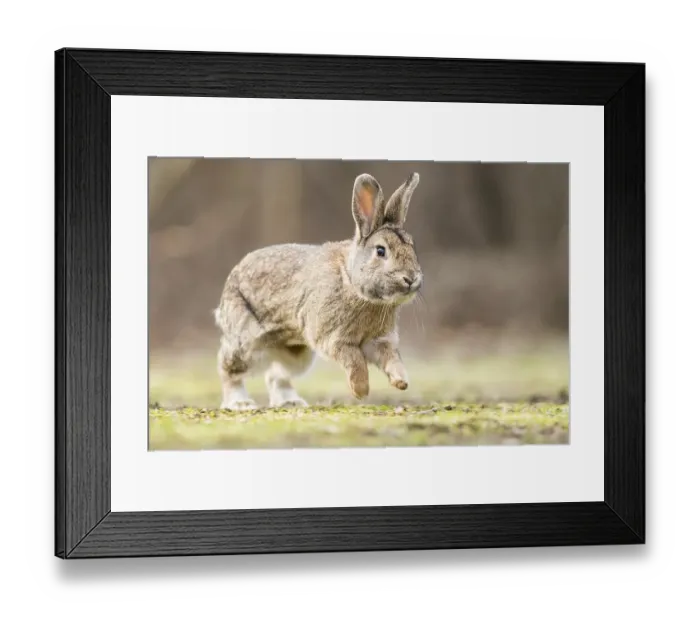 Framed Print : Wild rabbits (Oryctolagus cuniculus) hops on a meadow Framed Print : Wild rabbits (Oryctolagus cuniculus) hops on a meadow